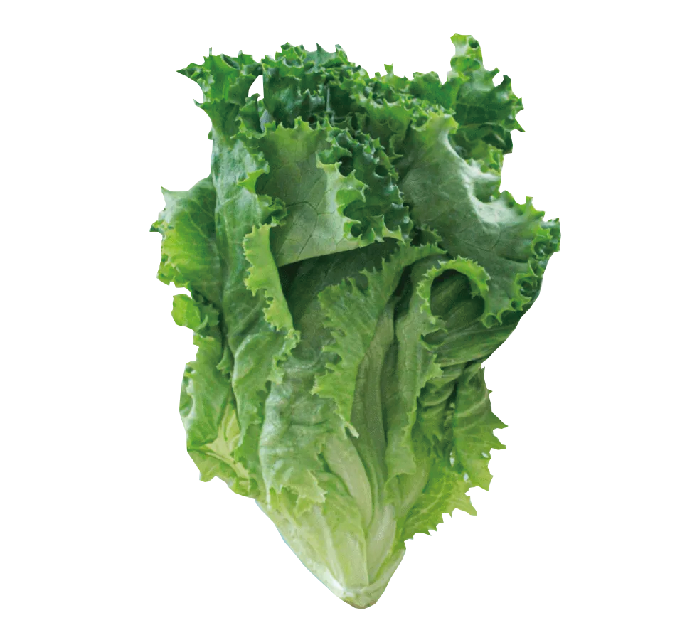 グリーングロワーズ レタス